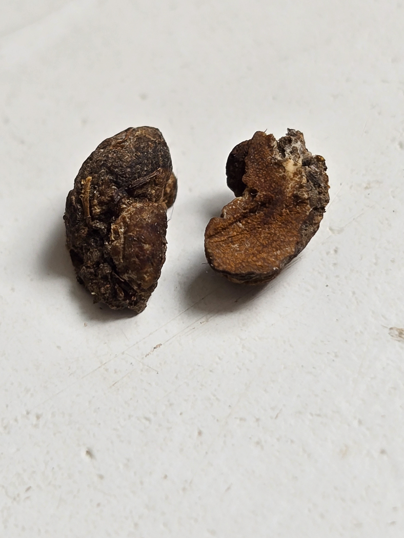 Photo © Jesper Launder Hymenogaster citrinus by Jesper Launder